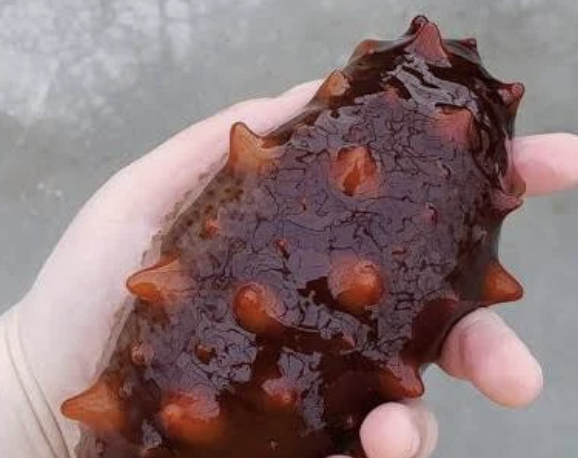 1 pallet of sea cucmber